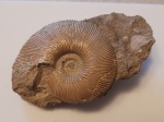 Sigaloceras calloviense