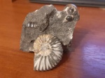 Colombiceras subpeltoceroides и компания