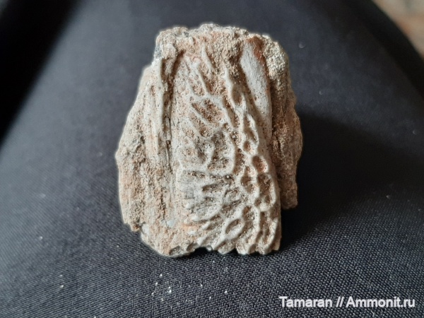 триас, амфибии, мезозой, оленёкский ярус, Кировская область, Vladlenosaurus, Capitosauria, Vladlenosaurus alexeyevi