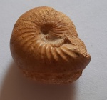 Французский Chondroceras