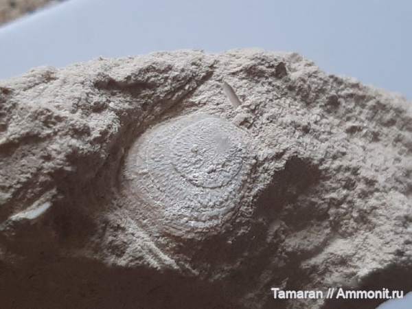 брахиоподы, палеоген, палеоцен, кайнозой, Danocrania tuberculata, Craniida, датский ярус, Danocrania, Инкерман, Севастополь