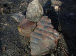 Подборка крупных образцов карбоновой флоры