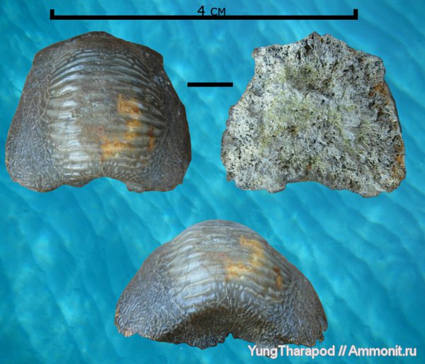 мел, палеоген, Ptychodus, Selachimorpha, Cretaceous