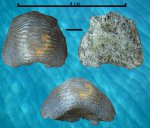 Зуб Ptychodus sp.