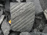 Сирингодендрон с золотистой корочкой