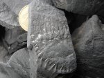 Веточный рубец Calamites carinatus