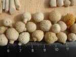 Круглые иглы морского ежа