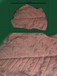 Mariopteris nervosa