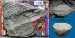 Trigonocarpus sp.