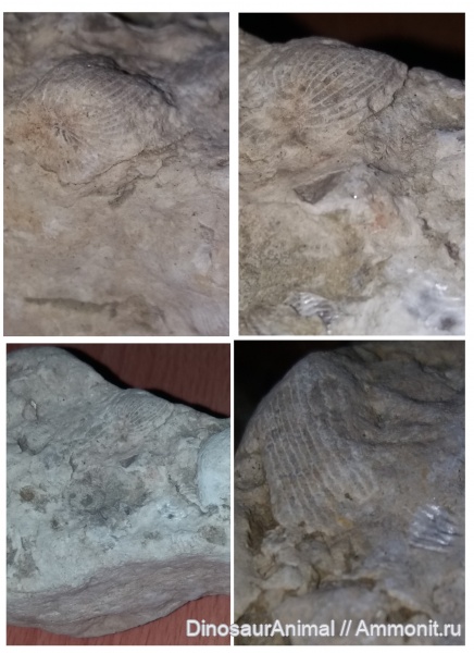 Корраловые полипы, Литва, Тракай, Akmena