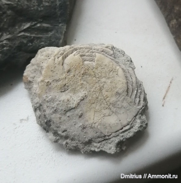 Nummulites