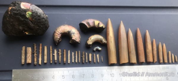 аммониты, белемниты, Фили, Москва, Echinoidea, иглы морских ежей, Jurassic