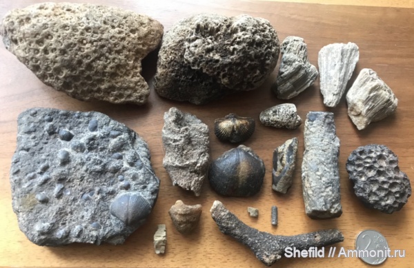 брахиоподы, кораллы, губки, Москва, ругозы, Echinoidea, иглы морских ежей, Crinoidea, Битцевский лес, р.Чертановка