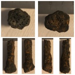 Calamites