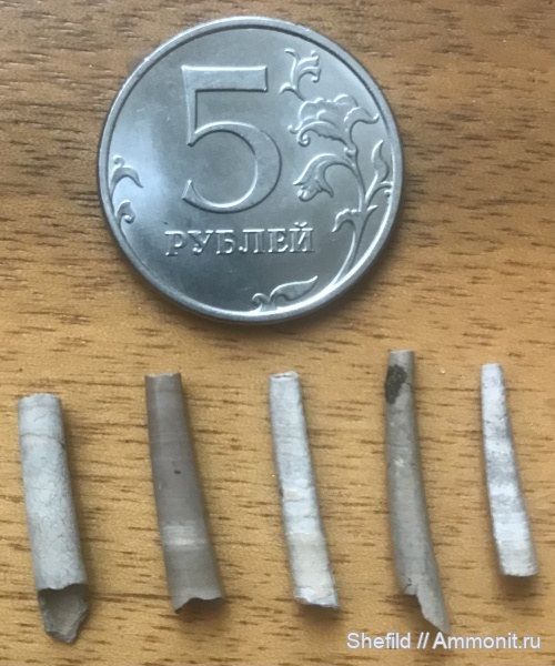 Москва, р. Шмелевка, скафоподы, Laevidentalium, Dentalium, Jurassic