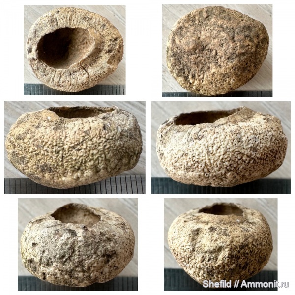 Крым, скаты, кожный шип, dermal denticle, дентикль