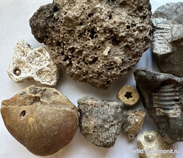 брахиоподы, морские лилии, кораллы, Москва, ругозы, Crinoidea, Битцевский лес