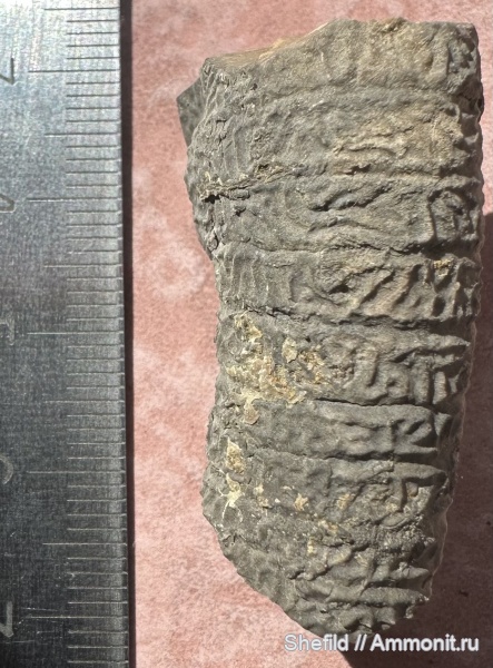 морские лилии, Крым, Crinoidea, Судак, Jurassic, Millericrinus, миллерикринусы