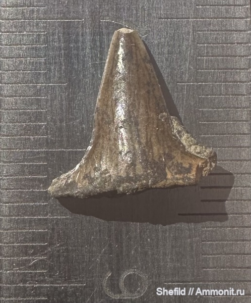 Крым, зубы акул, Судак, Meristodonoides, teeth