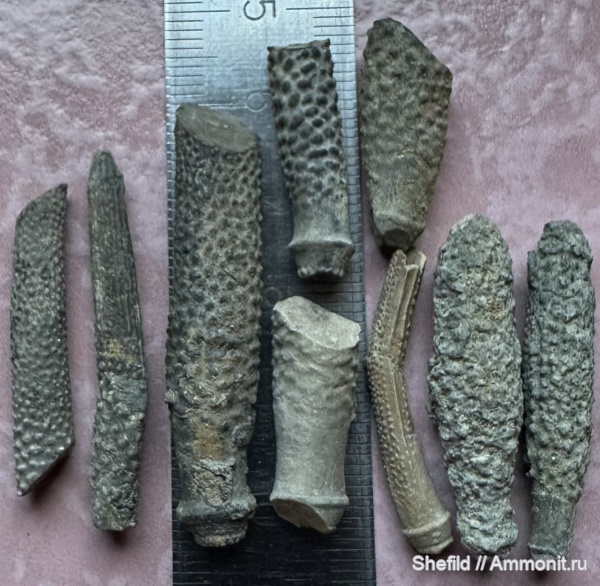 морские ежи, Крым, Echinoidea, иглы морских ежей, Cidaris, Судак, цидарис