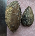 Двустворки из Судака