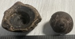 Брюхоногий из Судака и отпечаток брюхоногого из Керчи