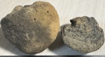 Грибовидные кораллы Dimorphastraea lamellosa Solomco из Судака