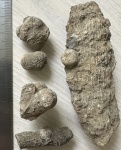 Круглые с звёздчатым устьем губки: Stellispongia sp. Круглые с звёздчатым устьем губки: Stellispongia sp.