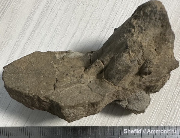 морские лилии, кораллы, криноидеи, Крым, Crinoidea, Судак, holdfast, Jurassic, Холдфаст