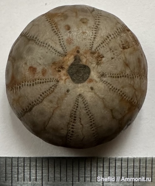 морские ежи, иглокожие, Крым, Echinoidea, р. Бельбек