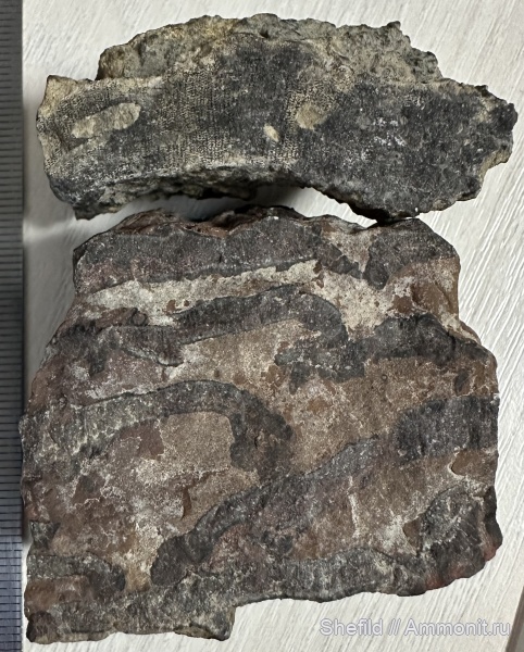 кораллы, Крым, Судак, Scleractinia, Jurassic