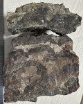 Слоистые кораллы- тамнастероидная scleractinia.