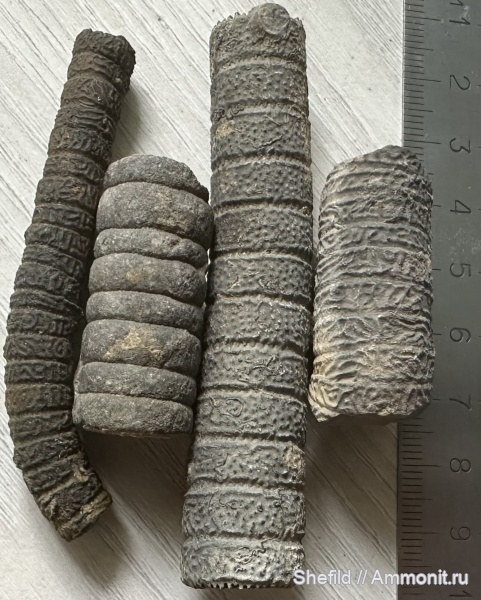 морские лилии, криноидеи, Крым, Crinoidea, Судак, Новый Свет, Jurassic, Millericrinus, миллерикринусы