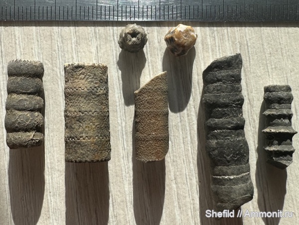 морские лилии, криноидеи, Крым, Crinoidea, Судак, Новый Свет, Jurassic, Millericrinus, миллерикринусы