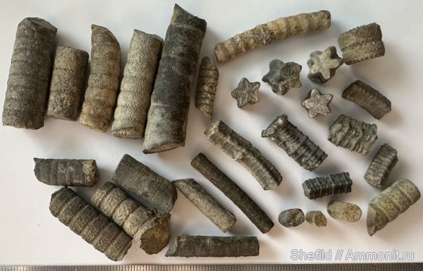 морские лилии, криноидеи, Pentacrinus, Крым, Crinoidea, Судак, Jurassic, Millericrinus, пентакринус, миллерикринусы