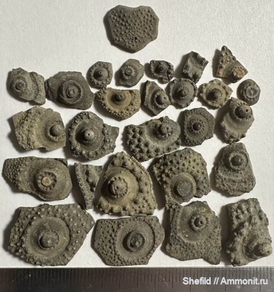 морские ежи, юра, Крым, Echinoidea, Судак, Jurassic