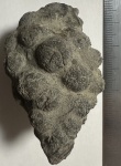 Прабабушка всех Stellispongia Прабабушка всех Stellispongia