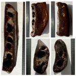 Нижняя челюсть  керченского тюленя Monachopsis pontica