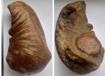 Tympanic bulla cetotherium.