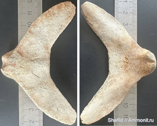 неоген, млекопитающие, киты, Крым, Керчь, Cetotherium, цетотерии, hyoid whale