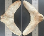 Подъязычная кость кита ( hyoid whale )