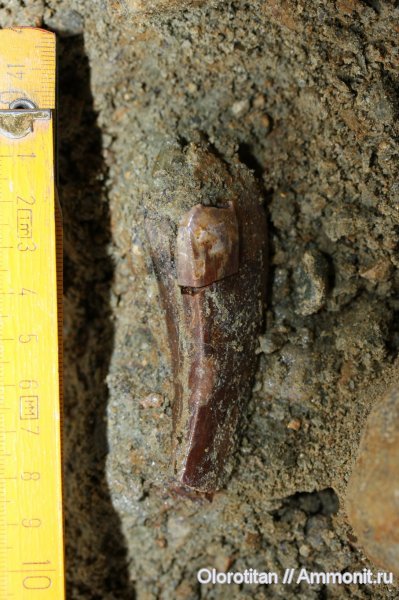 динозавры, зубы, Tyrannosauridae, teeth