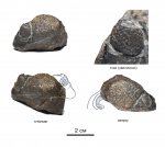 Phacops sp.