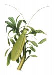 Deinotitan