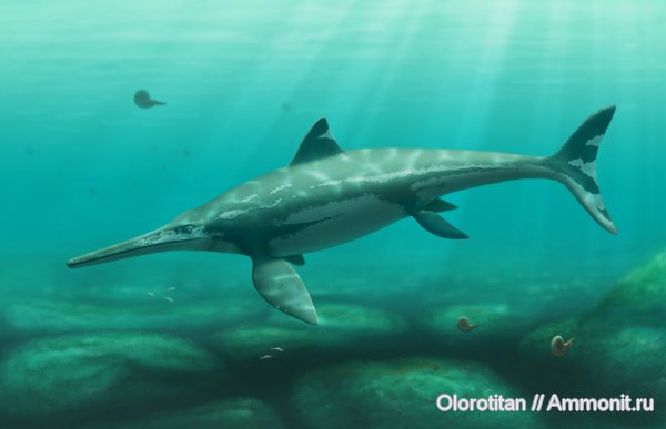 мел, ихтиозавры, сеноман, Саратовская область, Platypterygius, Platypterygius bannovkensis, Cenomanian, Cretaceous
