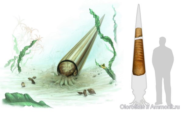 карбон, головоногие моллюски, Gigantoproductus, Rayonnoceras, Калуга, Productida