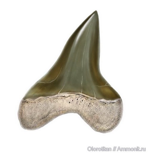 зубы, Cretoxyrhina, teeth