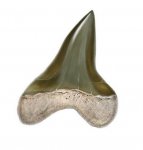 зуб Cretoxyrhina