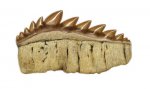 зуб Notidanodon