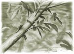Psygmophyllum expansum